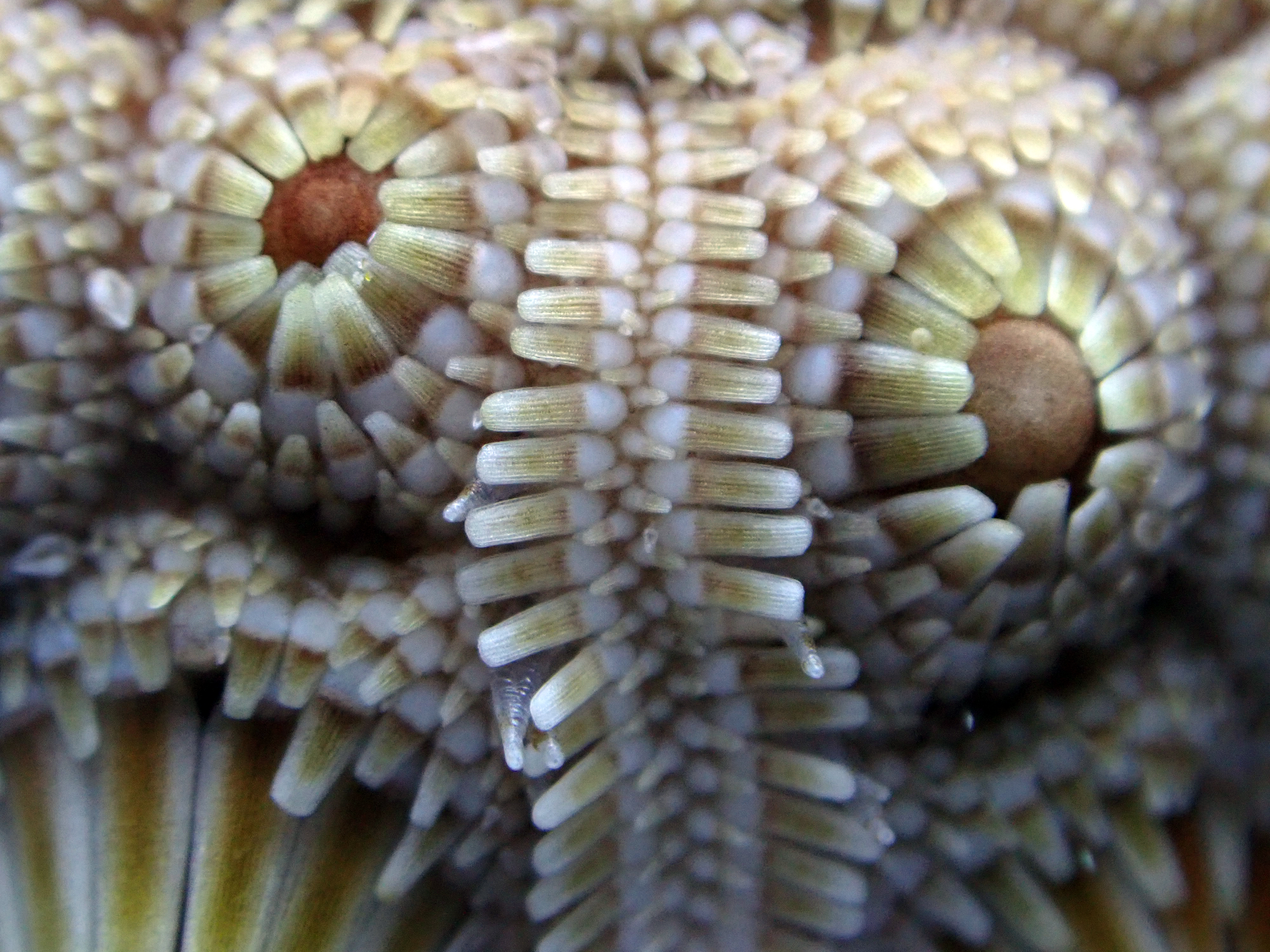 Temnopleurus alexandri アルビノ個体 ウニ 殻 コレクション