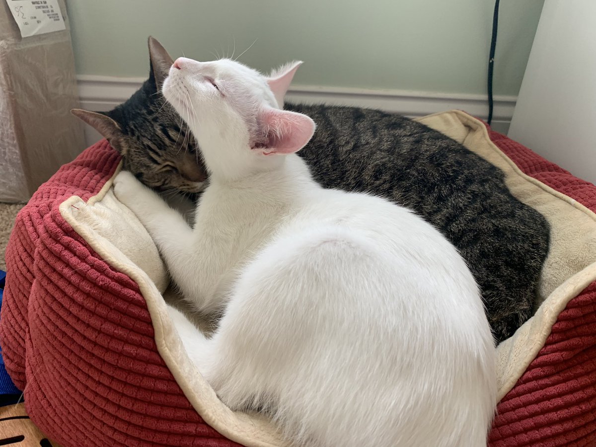 tony guava (@tonyguava) on Twitter photo 