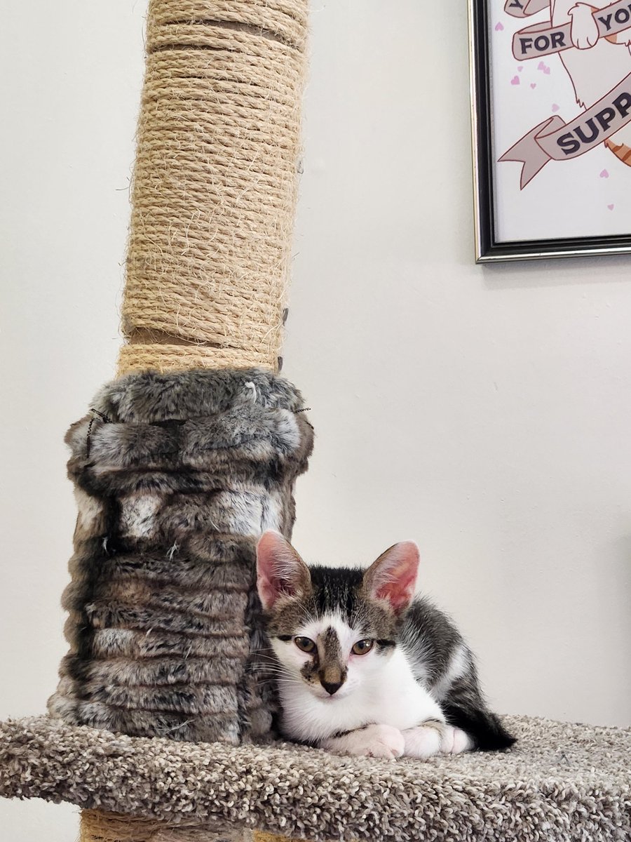 So uh apparently my 8 yr old continues to be your biggest fan... please to introduce the newly adopted Eneija. As named by my kid.  <a href="/eneija/">ᴇɴᴇɪᴊᴀ</a>