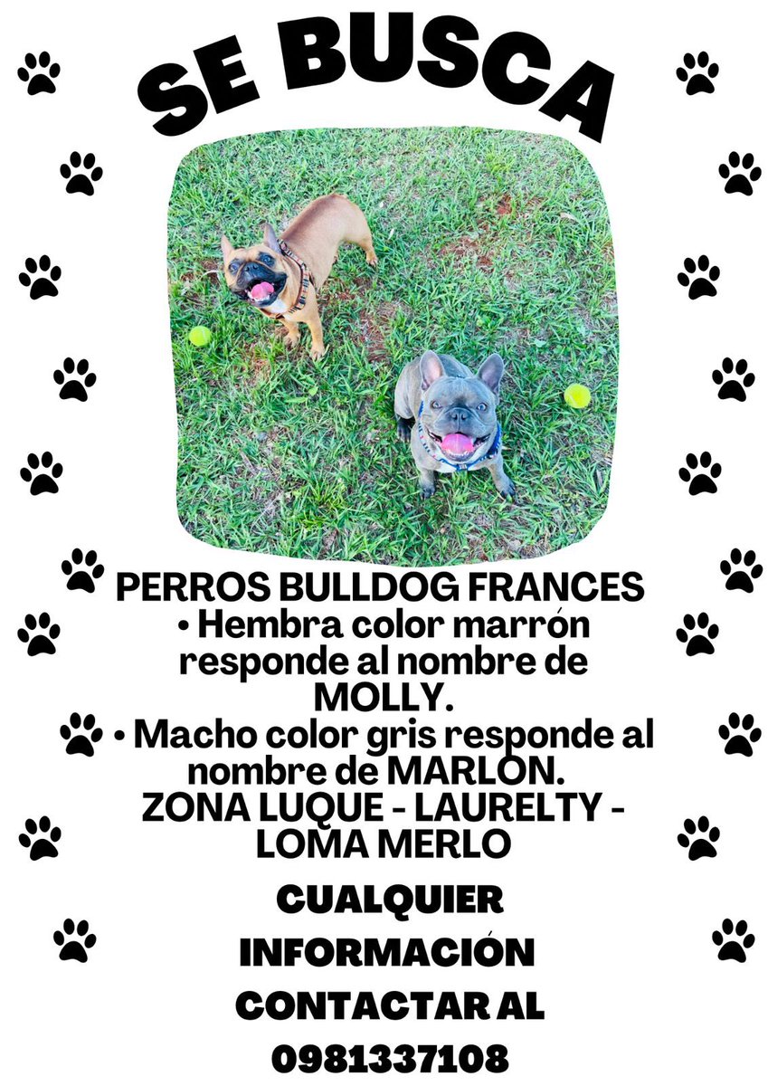 Me ayudan con un RT! mis perritos son mi vida y ayer aparentemente entraron a mi casa a llevarles 😭😭

Ofrecemos recompensa! 

Desde ya gracias