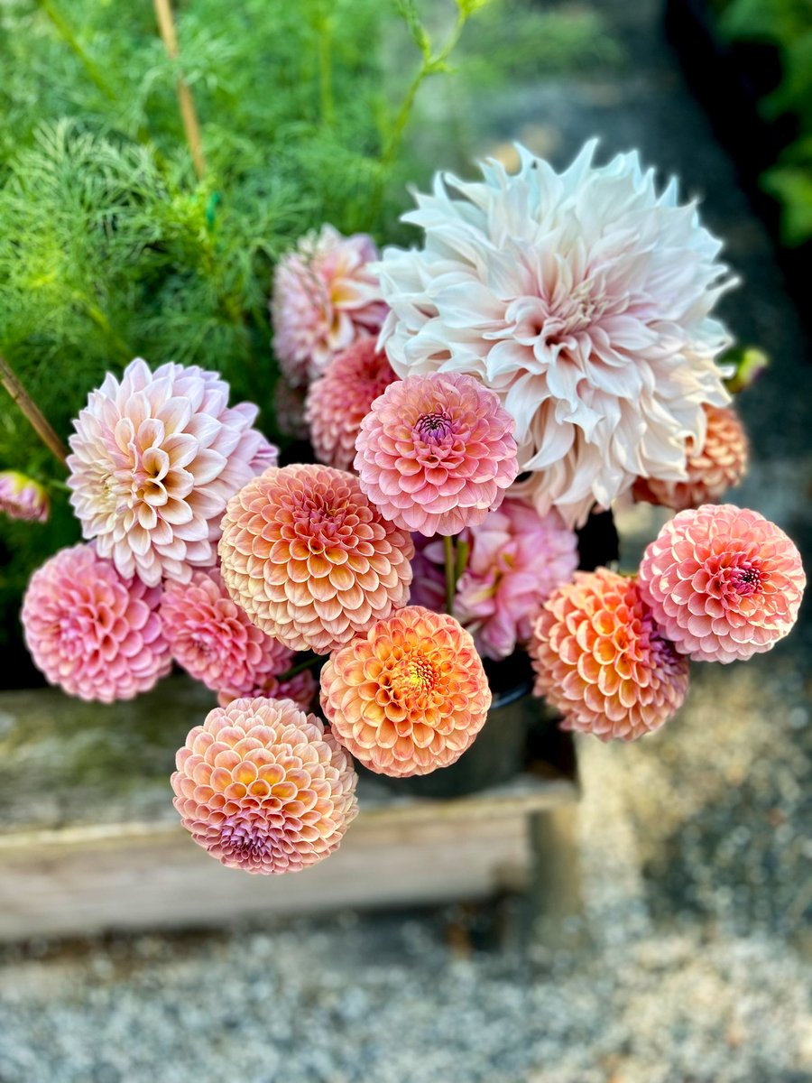 karenhamberg's tweet photo. There’s a point in the growing season where you anxiously watch the first few blooms and then all of a sudden you’re picking a bucket of dahlias every day. https://t.co/Kr1xBU4d1m