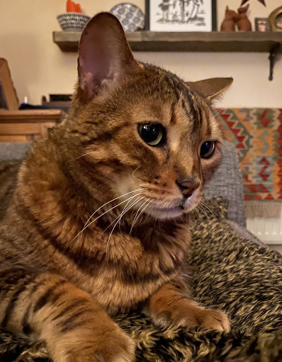 Hope everybody had a great Caturday - 1 minutes left so here’s a quick sofa boys session! Love you all #TeamBengal