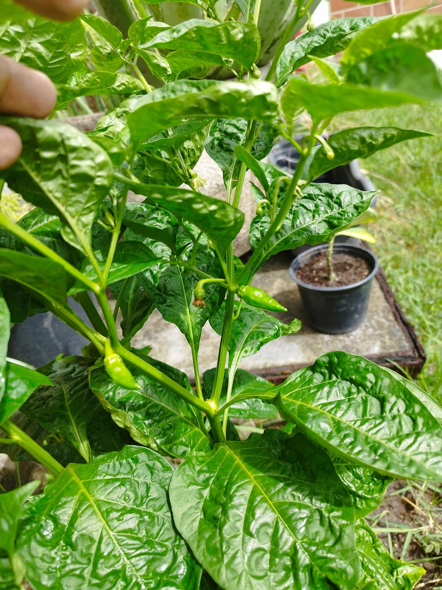 JotinhaVRF's tweet photo. Começa a florada e logo elas virão, red hot chilli peppers!!! https://t.co/48Fam2Iad3