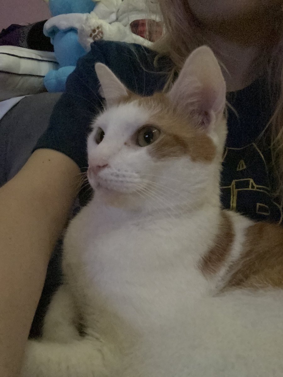 boopbeezle's tweet photo. Pumpkin likes watching @niiiniwi from bed 🥰
#ourstreamer https://t.co/TolCKCz3V2