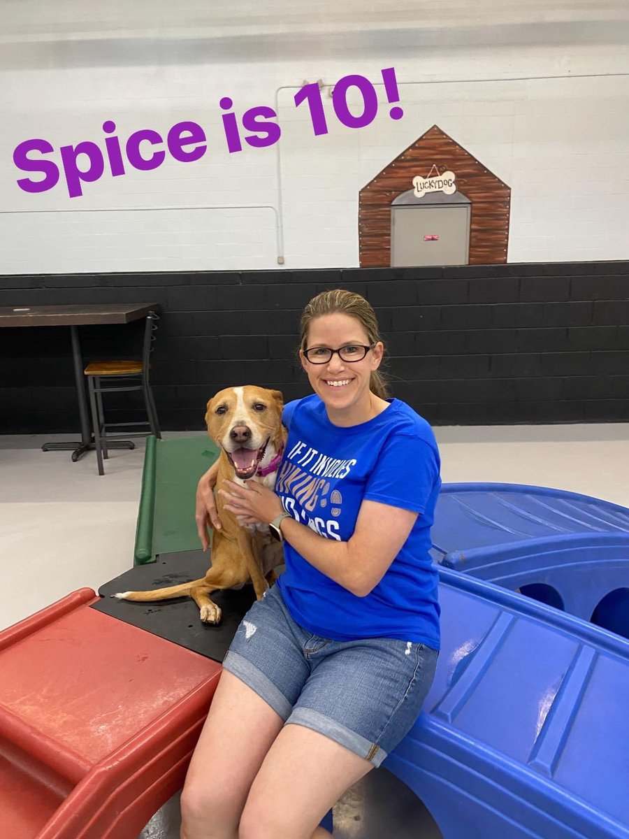 RuffLife_Spice's tweet photo. 10 years of Dog Bar/ Lucky Dog get togethers! So glad to see all my Rock Hill peeps plus Ginger and Daisy 🐶 🐾 https://t.co/hBjq0gCENv