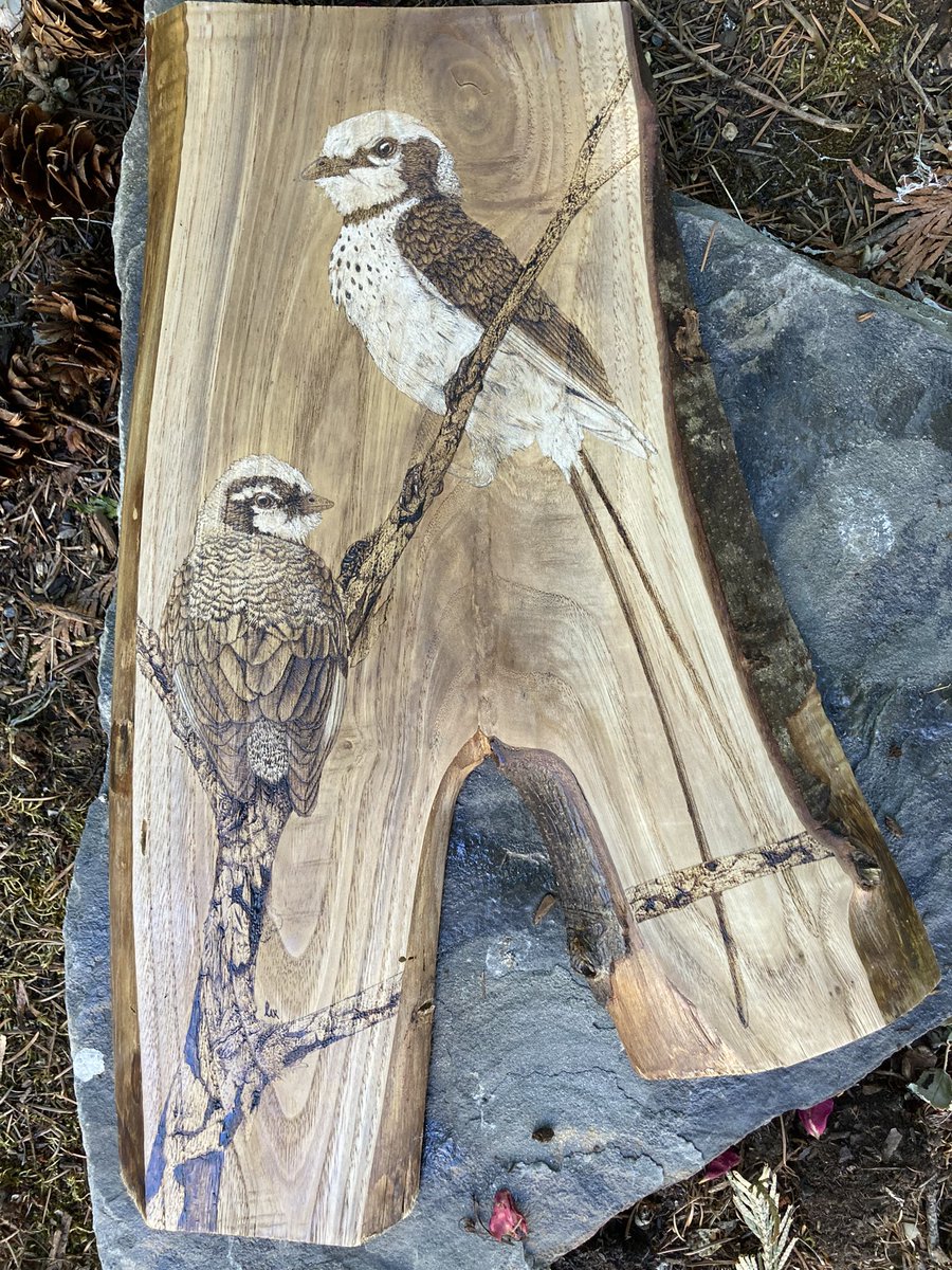 I didn’t want to work on this anymore so I’m calling it done now. It looked better before I sealed it :(
Life size Junornis houi male (top, right) and female (bottom, left) on a Taxaceae branch. Wood burning and wood stain on live edge Oregon oak slab.