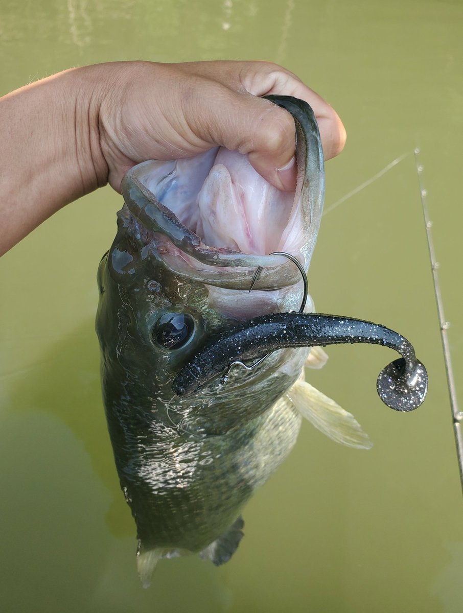 s_y_chopper's tweet photo. バズベイトのバイトミスから、
巻きの釣りで大切な「レンジとスピード」を調整しようと違う釣りの模索💡
一つ下のレンジ感で、ゆっくり巻けるドライブシャッドがドンピシャ💥 https://t.co/Q4I4Hom5nC