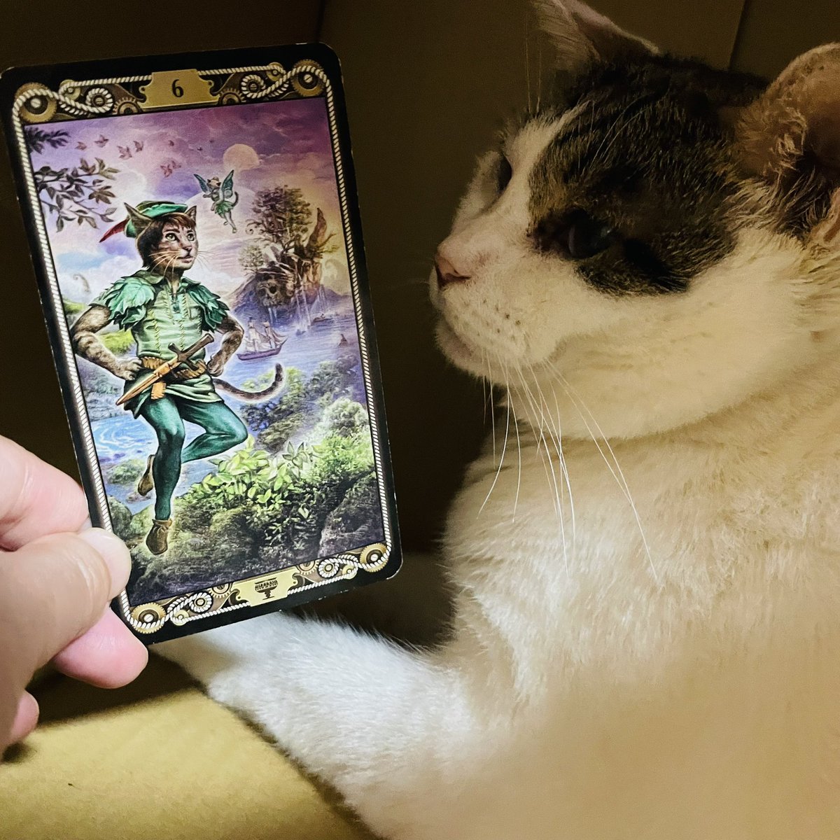 oraclerinko's tweet image. 7/23美しい思い出の日✨過去が甦り感情にひたる日。懐かしい人や事とと再会し、子供の頃のように無邪気になって過ごせるでしょう🥰過去の記憶が今のヒントに☝️初心に戻りましょう💖 #6ofCUPS #インマイハウスﾆｬ📦 #タロット #猫