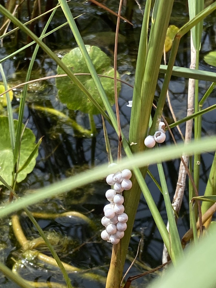 Dr. Sue Lowerre-Barbieri tweet media