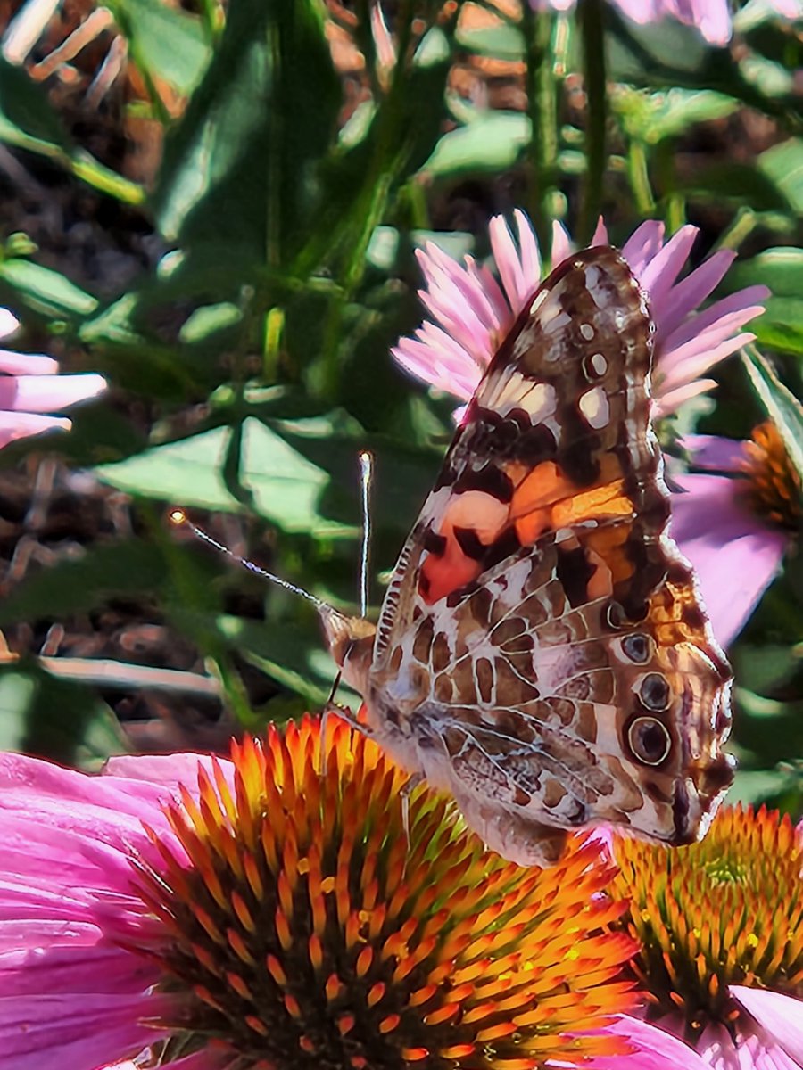 Painted Lady butterfly (Vanessa cardui.)   
Fort Collins CO, 
July 2023 
Part of a blog I will be assembling soon! Stay tuned for more. :) #butterfly #Echinachea #FortCollins #Colorado #Butterflies #PaintedLady #July2023 #NatureBlog #NaturePhotography