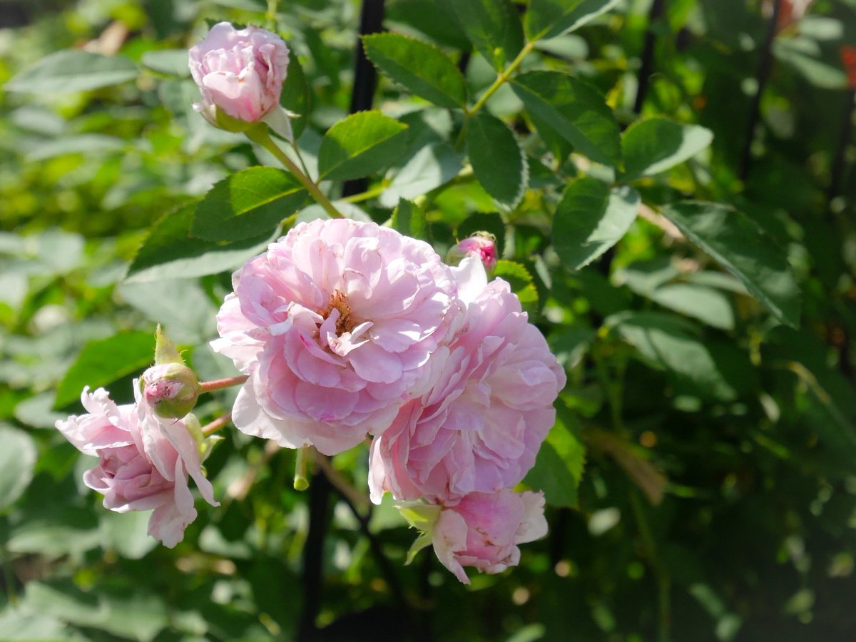 rose_runner's tweet photo. おはようございます
今朝のお庭より
#レイニーブルー
毎年夏に葉を落としますが今年はまだ我慢してます
ちょっと期待できそう
#RainyBlue
#バラ https://t.co/cNimWtSeyo