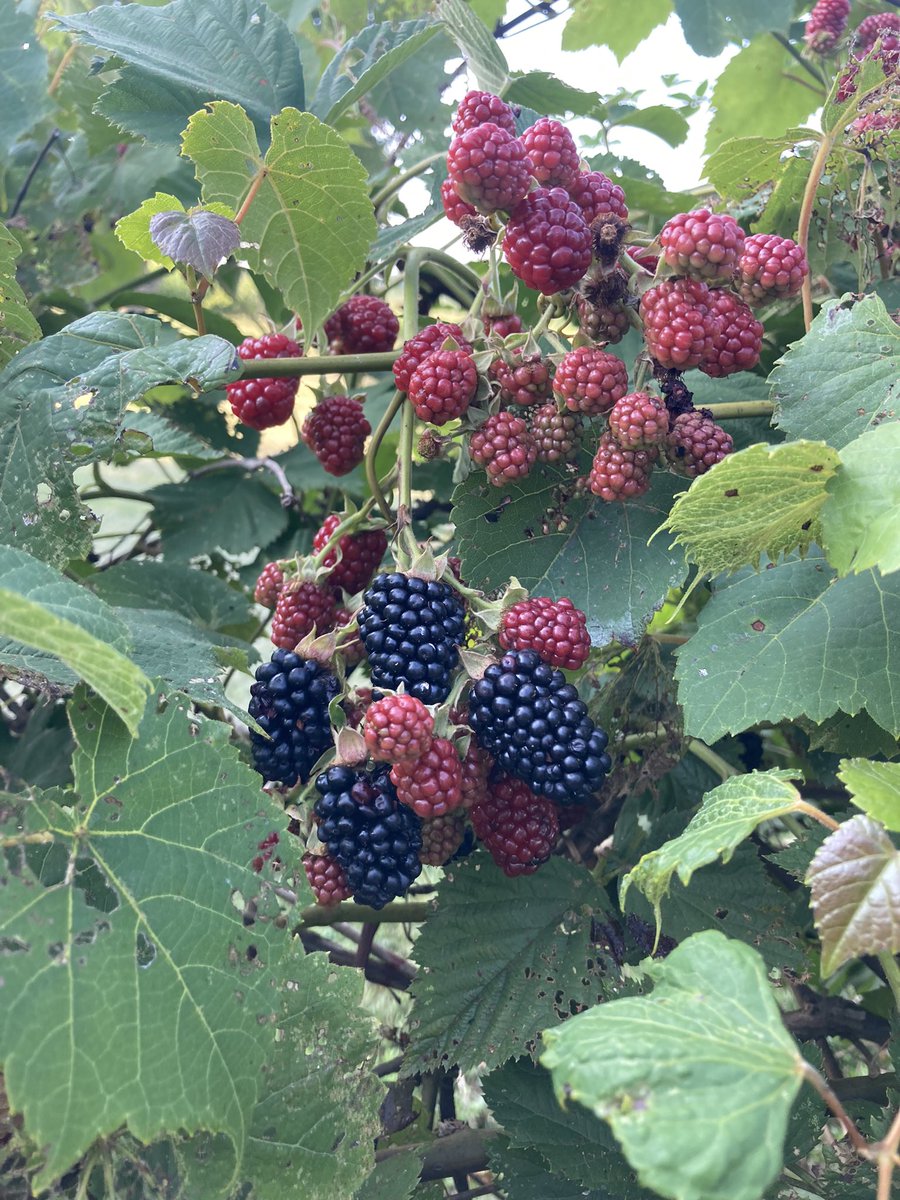 Mike Kavanaugh tweet media