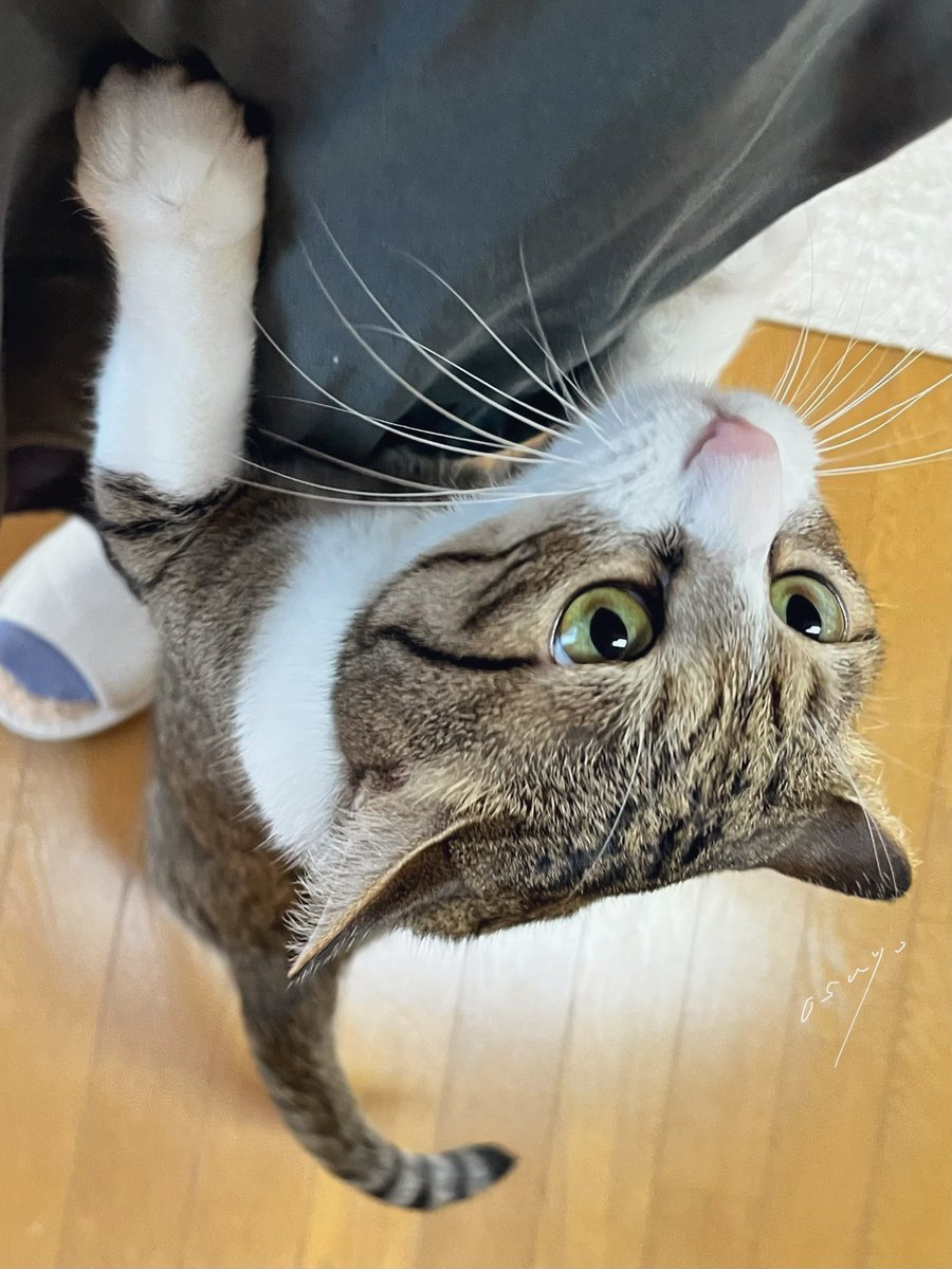 #撫でてほしい猫 #猫 #cat #PrayForPeace 

お休みの日ﾆｬ！

いっぱい撫でてくれるよね？！