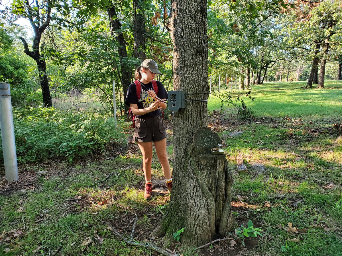 BadgerGrr's tweet photo. Makenzi setting camera traps at Chandler Parks @UCOCMS @UCOBiology https://t.co/H8V50gGUF2