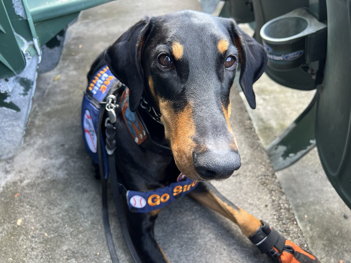 MichiganColt's tweet image. Wearing Kay’s baseball cape for the first time 🥺🧡💙#Ready2Reign #BaseballIsLife #Kaline #AtTheColiseum