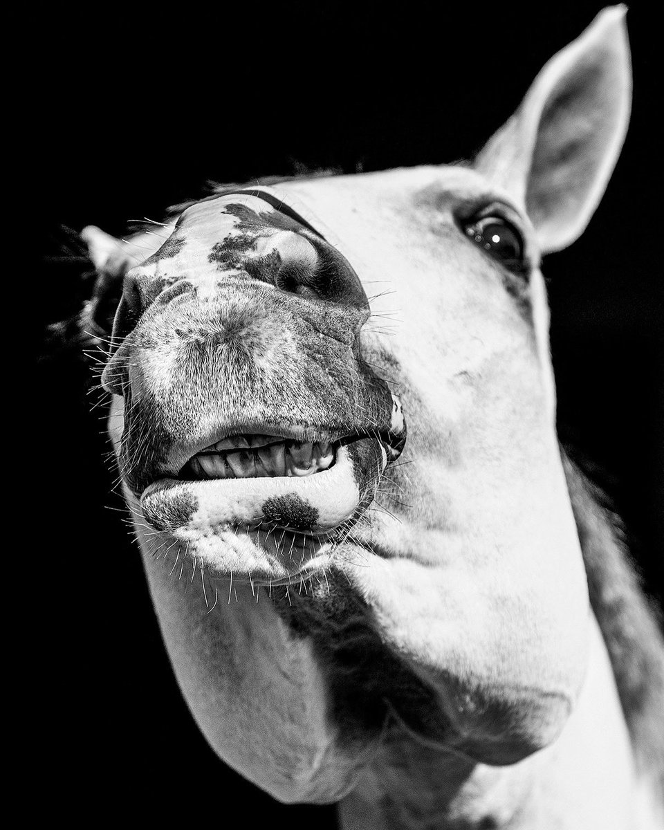 CacaRedig's tweet photo. OOPS I DID IT AGAIN
2023
Limited Editions
Copyright - Cacá Redig
This is my style, this is my world, this is my art.
#fineartphotography #cacaredig #equinephotography #horselovers #homedecor #art #contemporaryart #nftphotographer #cacaredigphotographer #awardwinnerphotographer https://t.co/uzXJPr96sR