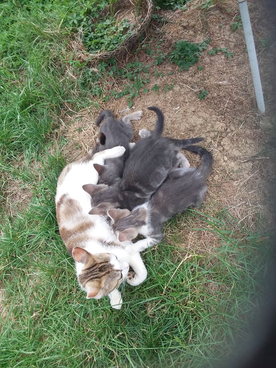 piledanslemile's tweet photo. C'est marrant la tétée...on peut se monter dessus...pousser le frangin...marcher sur maman...! C'est plus rigolo que la gamelle !
😼😻😺😸 https://t.co/0xrhHAXBsF