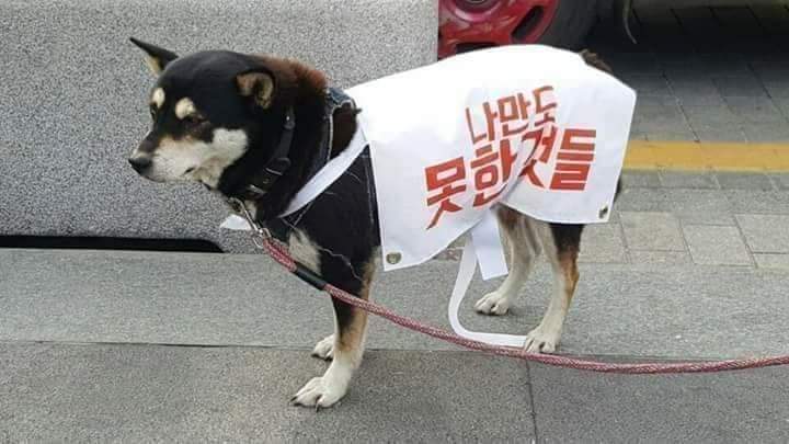 홍어 젓같은 사법부
대통령님 장모는  징역1년인데 즉시 구속
조국이는 징역2년인데
아직도 불구속
18 사법농단이 판을 치는구나.
좌파를 위한 사법부
이게 나라냐?