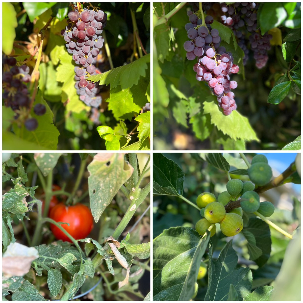 It’s pretty hot outside, but worth braving the 109 temp to see the colors of my garden fruits. #grapes #figs #tomatoes