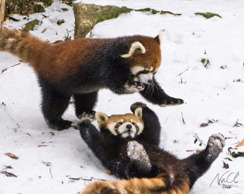 Hourly Wah (Red Panda) tweet media