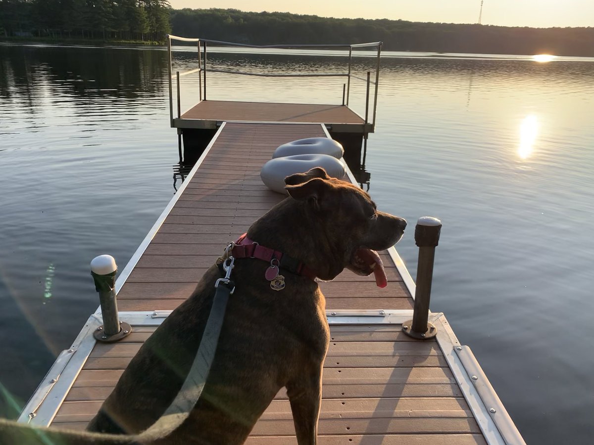 Lake sunsets, NBD. 🌅 
#princecharmingri #lakelife #dogface #dogs #pitbull #pitbulls #pittie #pitties #brindledogs #brindle #brindlepitbull #pittienation #pitbullnation #dogsofnyc #dogsofnewyork #dontbullymybreed #rescuedog #adoptdontshop #rescuedismyfavoritebreed