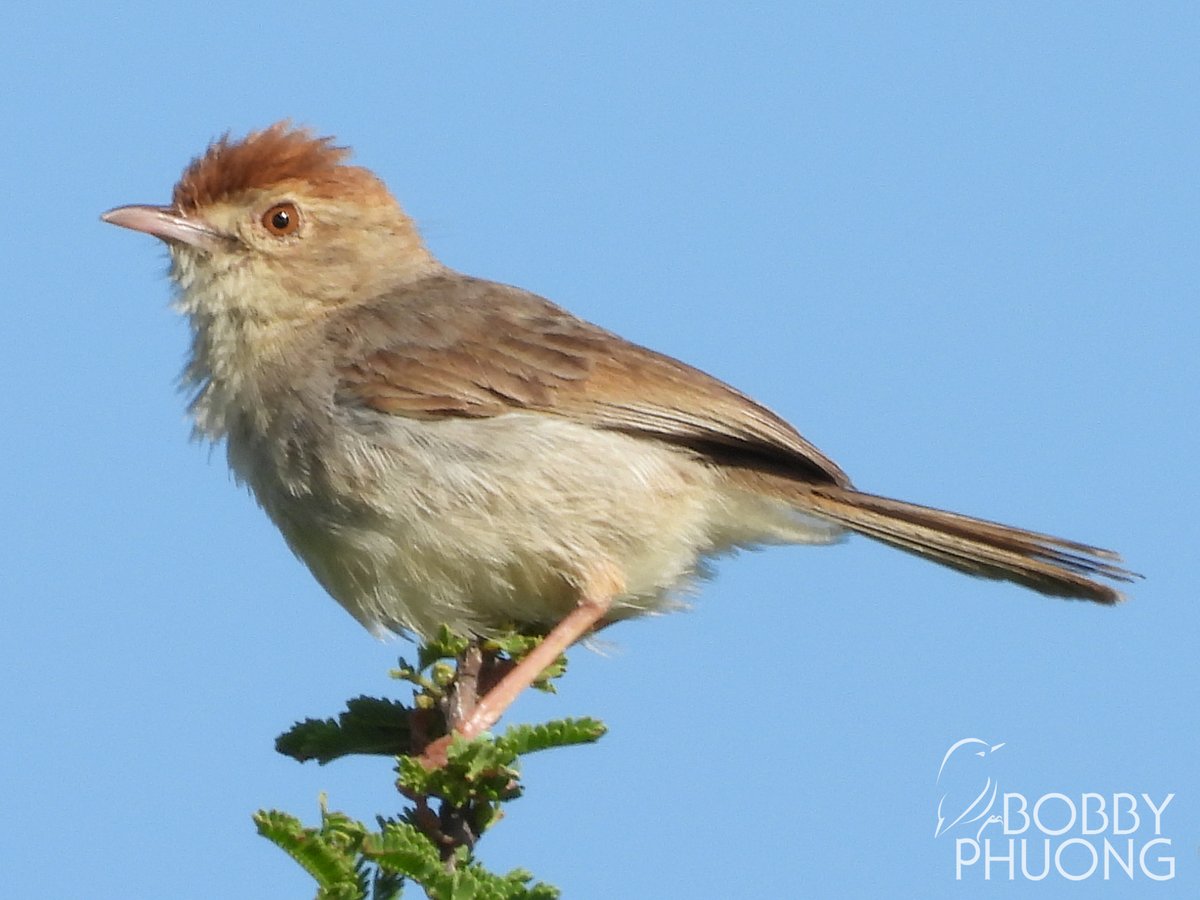 #669 Neddicky (Piping Cisticola) (Cisticola fulvicapilla) Rust de Winter #Limpopo #SouthAfrica #Africa #birds #birding #birdwatching #birdphotography #twitternaturecommunity #nature #naturephotography #wildlife #wildlifephotography #birdoftheday