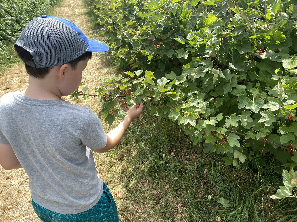 reyesbrews's tweet photo. Danger Bay Red Currant Mead 2023 https://t.co/KcynCD8egL