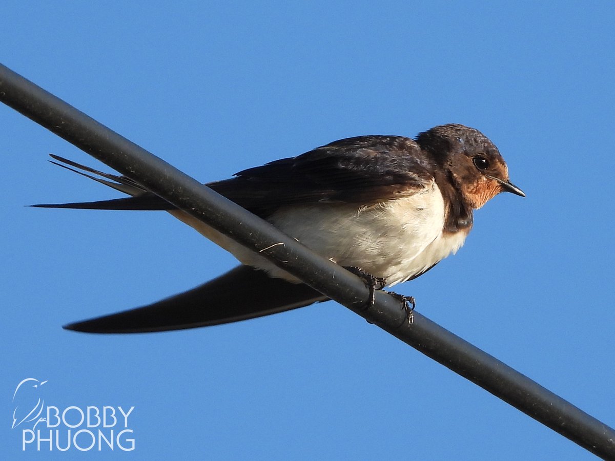 #671 Barn Swallow (Hirundo rustica) Wilderness #WesternCape #SouthAfrica #Africa #birds #birding #birdwatching #birdphotography #twitternaturecommunity #nature #naturephotography #wildlife #wildlifephotography #birdoftheday