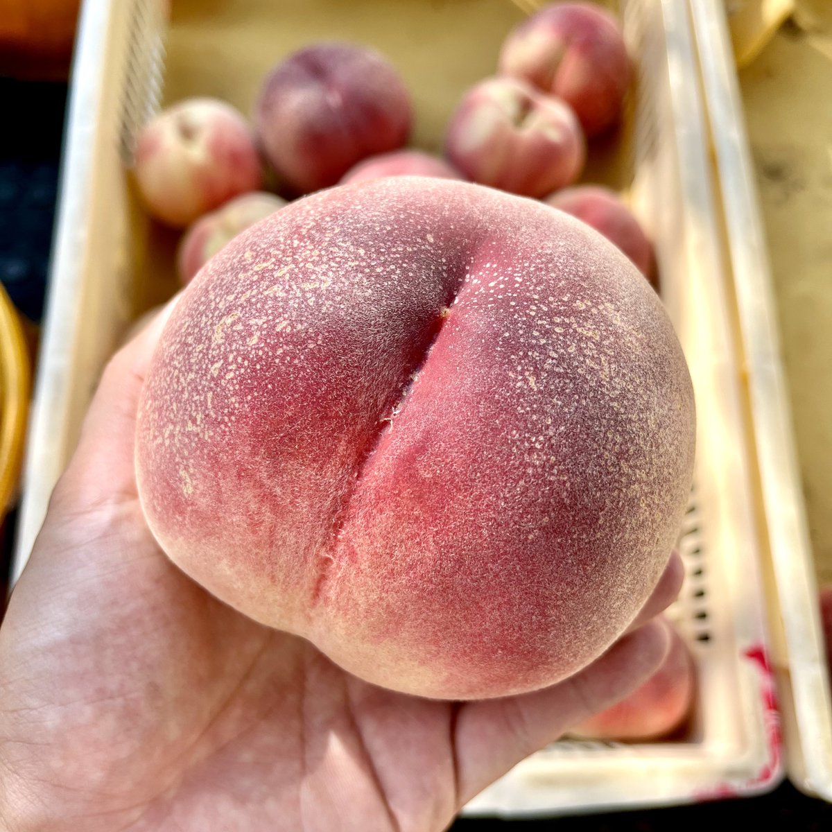 gigafruits's tweet photo. 🍑🍑🍑🍑🍑🍑🍑🍑🍑

🎁プレゼント企画第三弾🎁

なつっこ　2kg箱　1名様

【条件】
・いいね
・リツイート
・コメント

なつっこは硬めの品種です‼️
コメントの内容は『🍑』で統一して頂けると抽選しやすいです。ご協力よろしくお願いします🥹💦

締切は
‼️7/27(木)14:59です‼️

🍑🍑🍑🍑🍑🍑🍑🍑🍑 https://t.co/c21wXiVurO