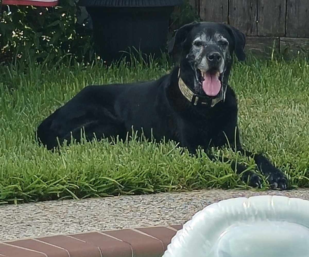 CiCi_Texas_45's tweet photo. My old boy hanging out with me!
#LabMomma https://t.co/mtM4H7AF7z