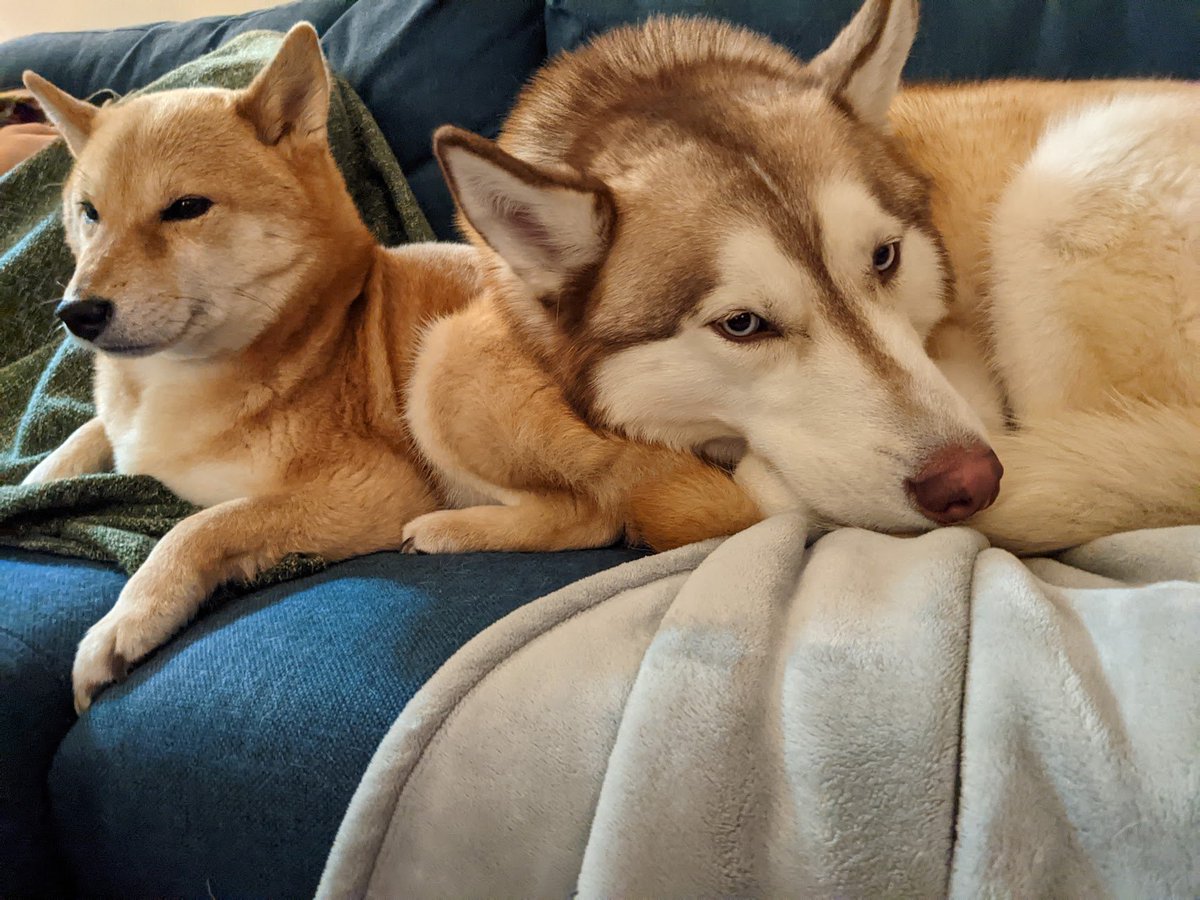 Josh Michielsen Ⓥ tweet media