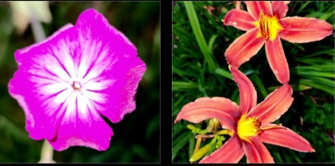 donna_mccance's tweet photo. Fun run this evening! I got to meet new #GermanShepherd puppy Logan, with her dad, Chewy. Saw some pretty #flowers for @Bob_Lazzari, @bbray27 & @DeborahARyan2 & the #sunset by my pond's overflowing dam was gorgeous! So much #rain, it runneth over!
#FocusOnGood♥️
@NKaravedas https://t.co/h0jOURB49F