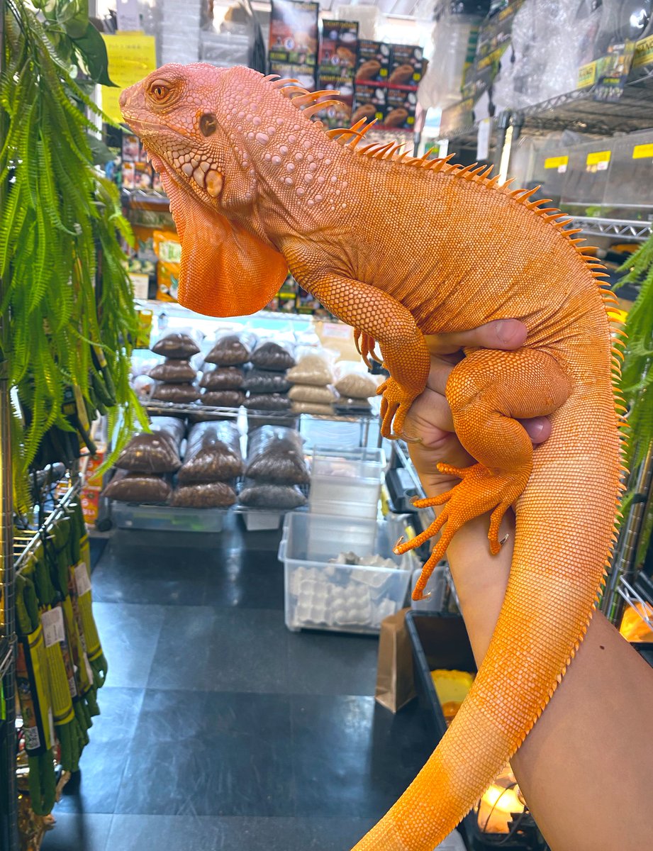 グリーンイグアナ サンセットアルビノ入荷しました❗️