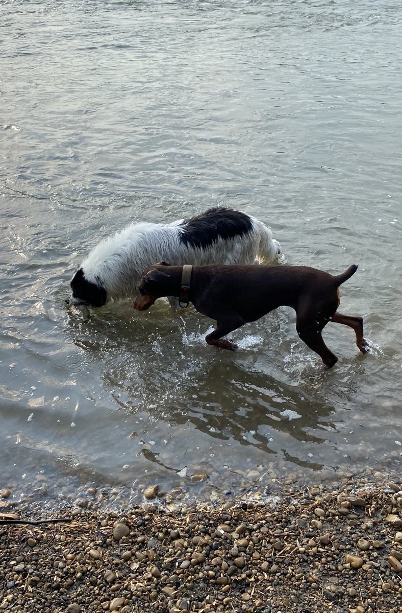 BaxterForTheWin's tweet photo. Holiday mode has been activated. Day one of fun. 

Paws crossed the rain won't put too much of a damper on things over the next couple of weeks. https://t.co/KYIPalyRDG