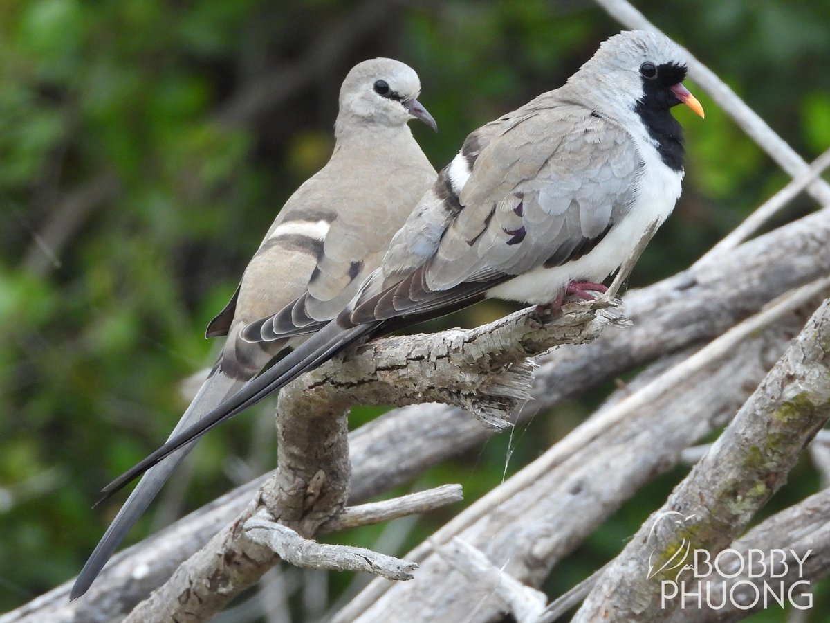 #245 Namaqua Dove (Oena capensis) 
Wilderness #WesternCape #SouthAfrica #Africa 

Reposted with better photo

#birds #birding #birdwatching #birdphotography #twitternaturecommunity #nature #naturephotography #wildlife #wildlifephotography #birdoftheday