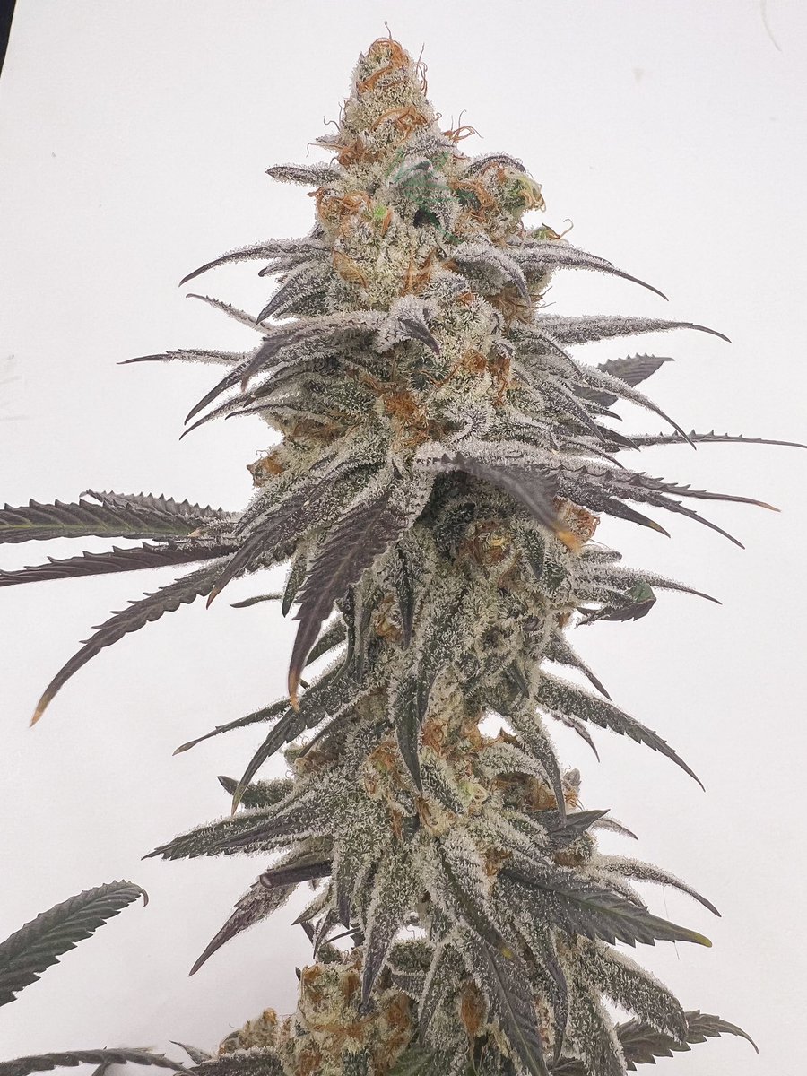 TaKillya Sunrise 

(Tang Breath x Caribbean Vampire) 
Created & Cultivated by Yours Truly
Seeds are available on the site 

#tangbreath #takillyasunrise #caribbeanvampire #tropicana #theplantstable #cannabisseeds #hempseeds #oregongrown #americanmade