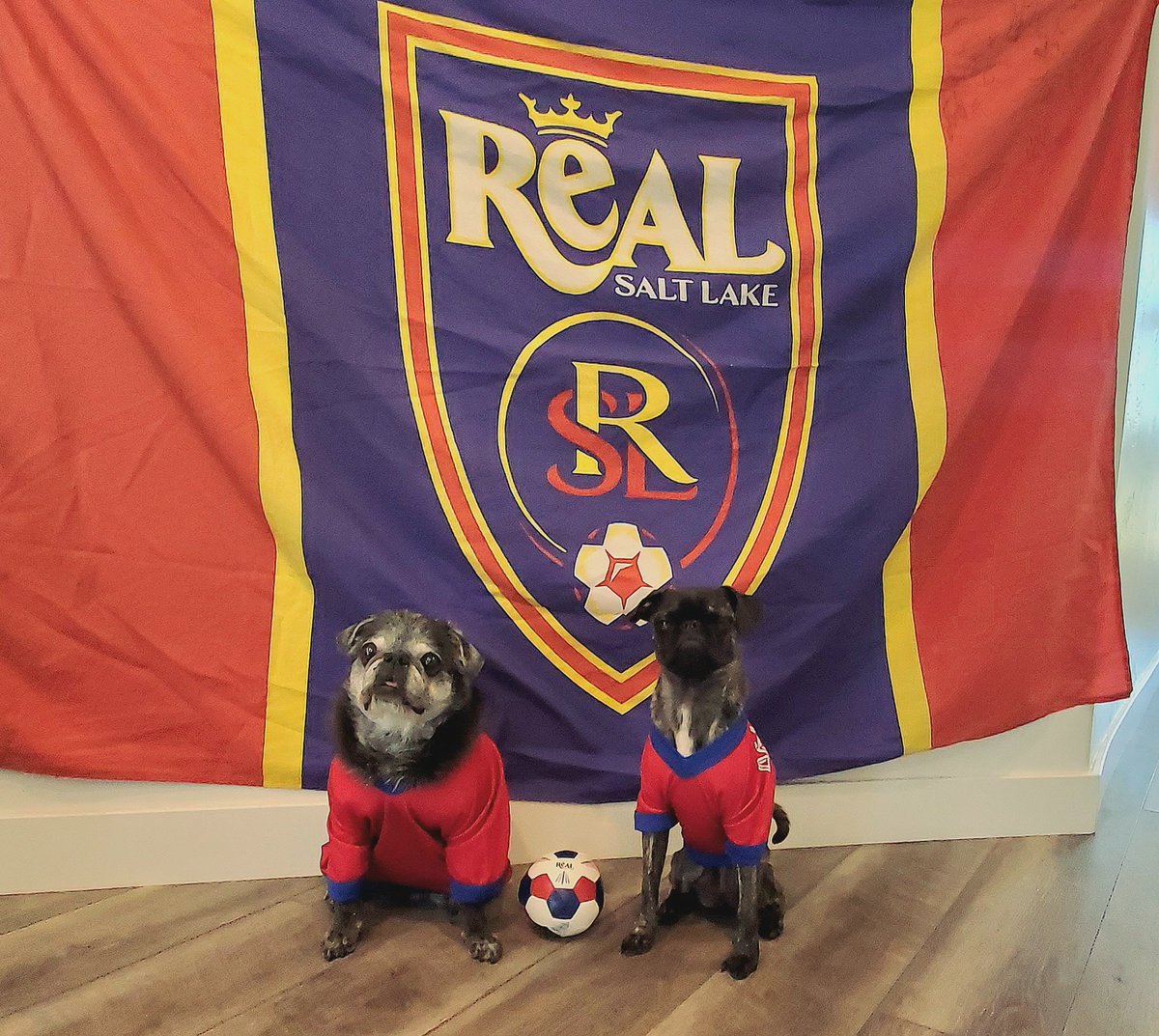 a2pugmom's tweet photo. Today is #LeaguesCup2023 @realsaltlake is hosting Sounders and we got new jerseys to cheer our boys on even harder! Let's go lads! #RSL #RSLDogs #DaleReal #Padme #Ahsoka https://t.co/qKEBt3cR5L