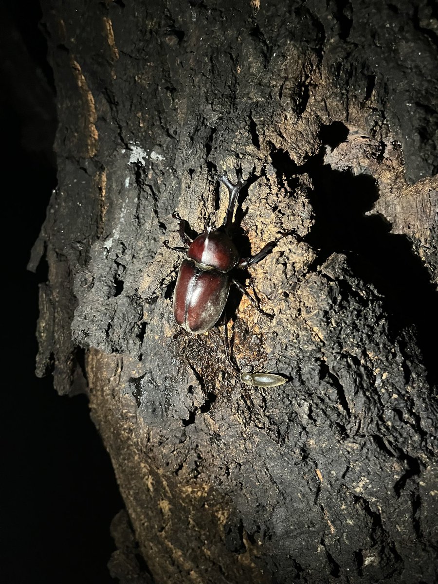 LittleNature1's tweet photo. カブトムシ　ヒラタクワガタ https://t.co/VQmjIcBXz5