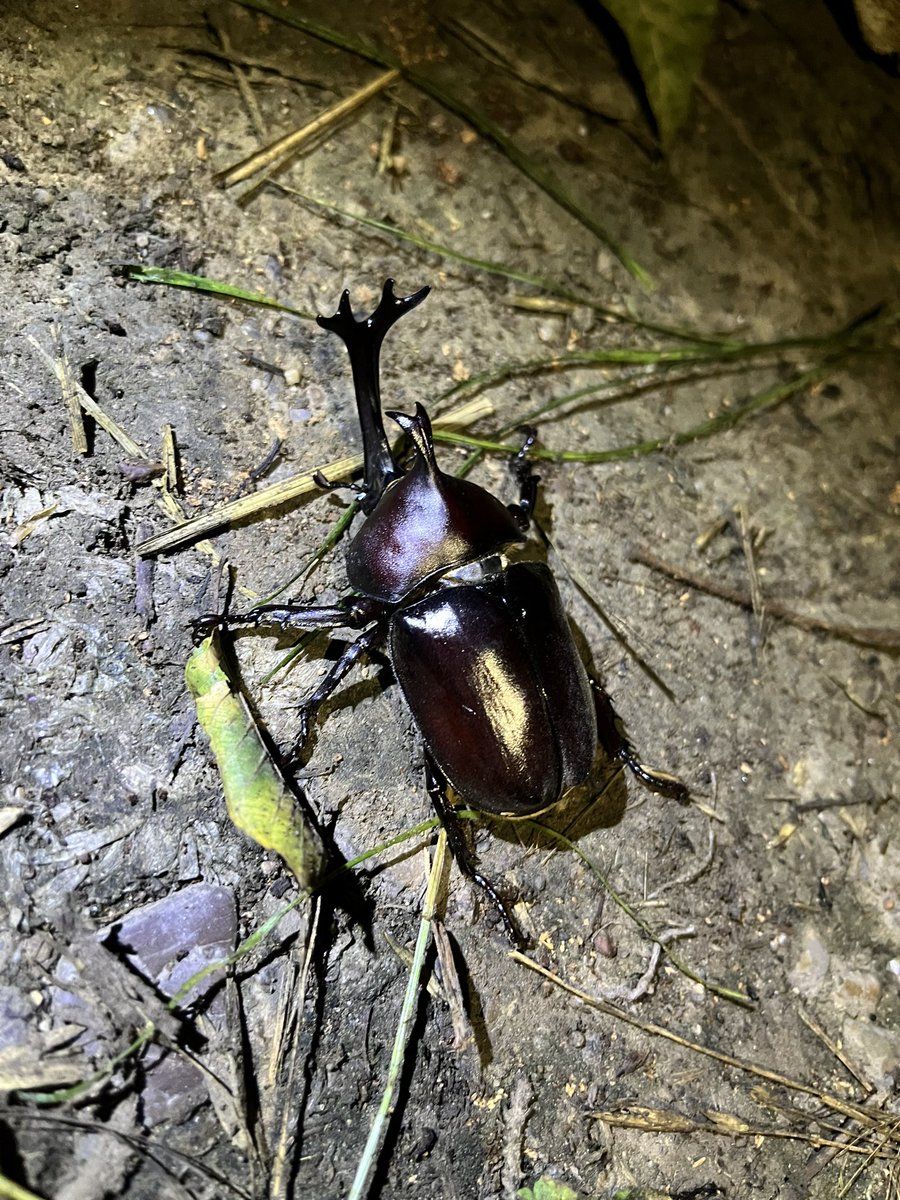LittleNature1's tweet photo. カブトムシ　ヒラタクワガタ https://t.co/VQmjIcBXz5