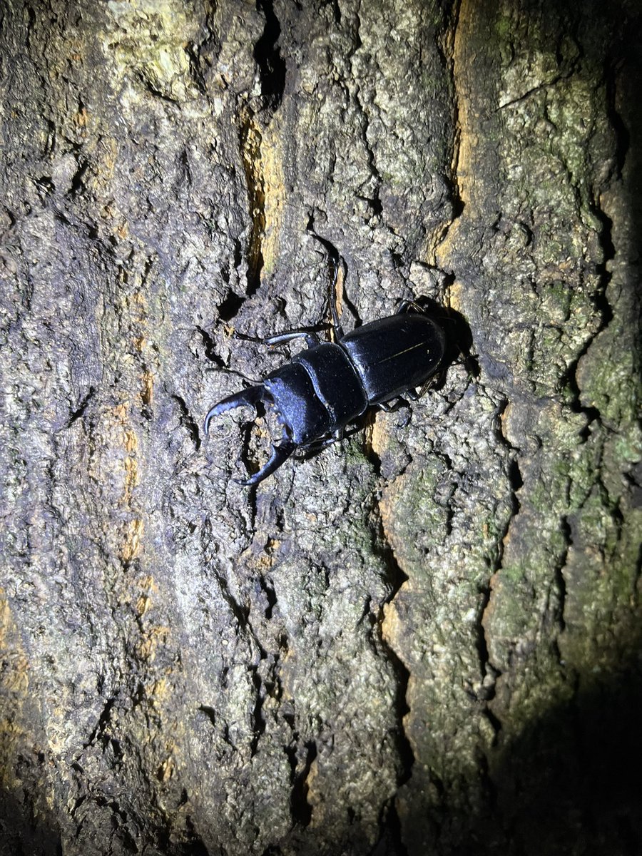 LittleNature1's tweet photo. カブトムシ　ヒラタクワガタ https://t.co/VQmjIcBXz5
