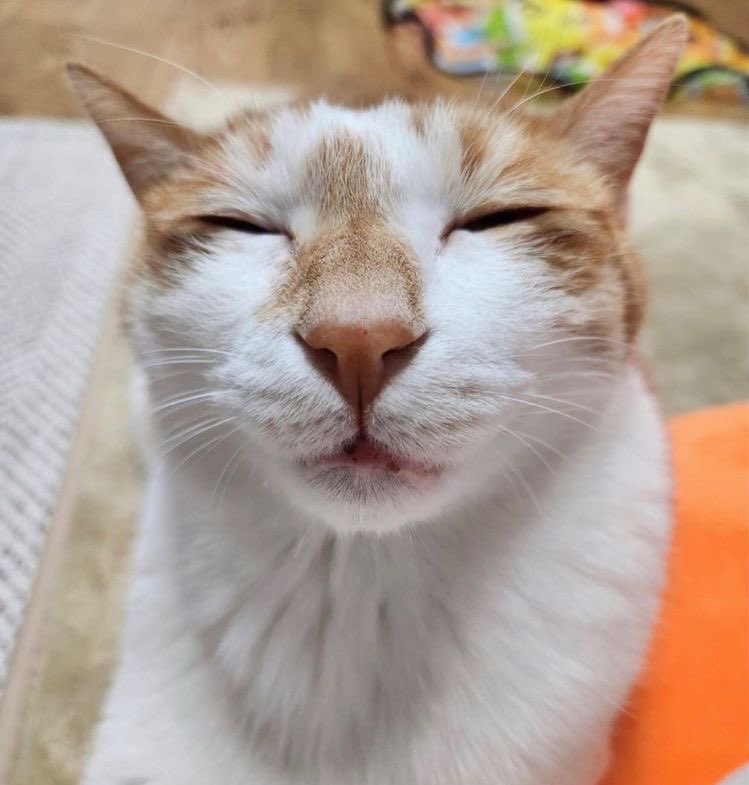 linoascats's tweet image. 