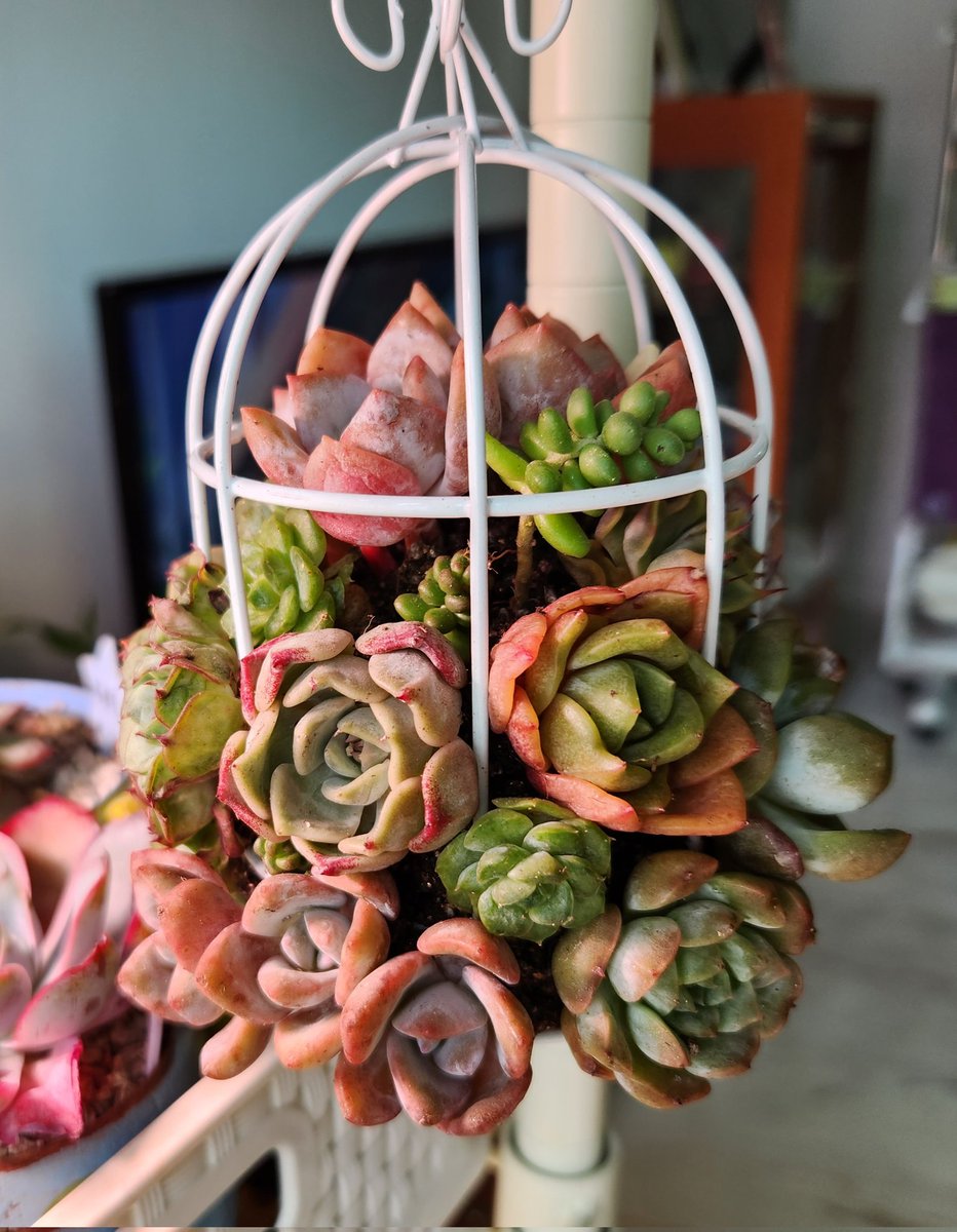 dabeemam's tweet image. 우울할 때는 예쁜 다육이 보고 힐링해요🤗
#다육아트 #모둠심기