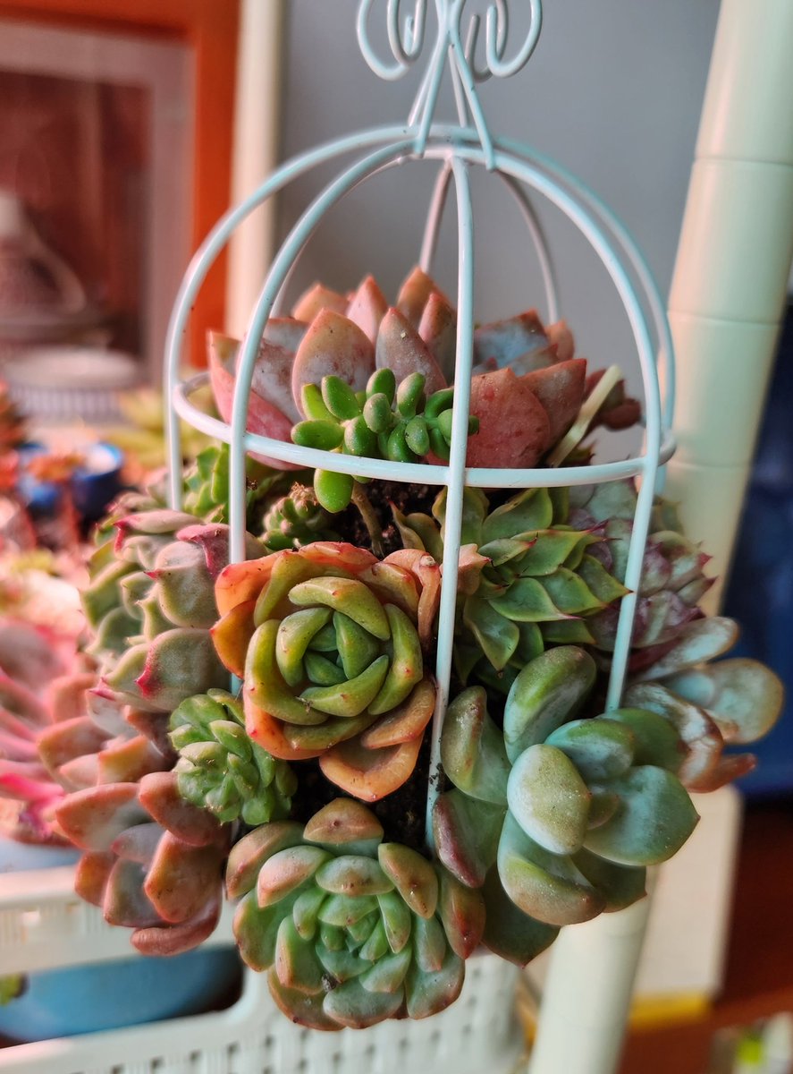 dabeemam's tweet image. 우울할 때는 예쁜 다육이 보고 힐링해요🤗
#다육아트 #모둠심기