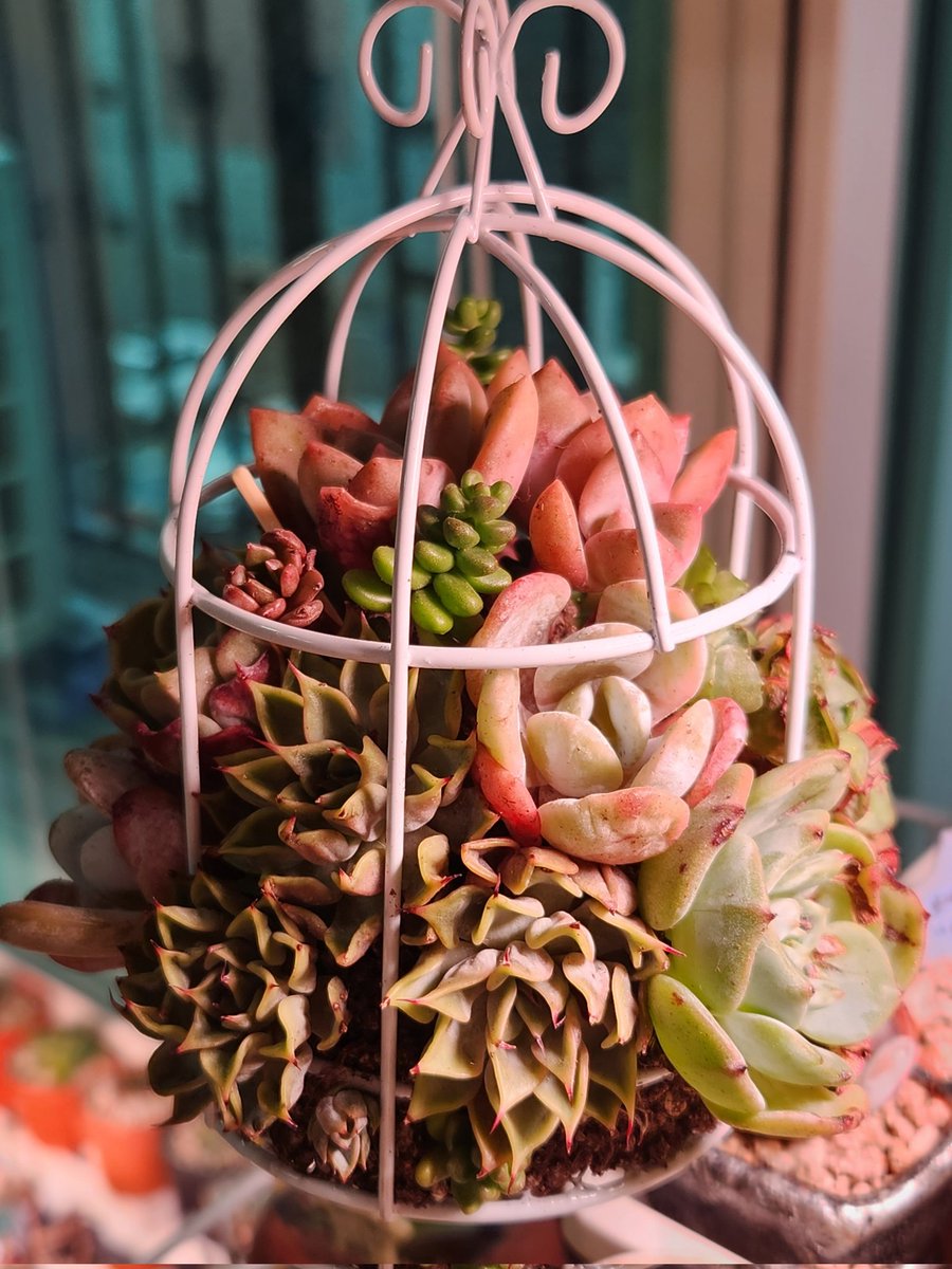 dabeemam's tweet image. 우울할 때는 예쁜 다육이 보고 힐링해요🤗
#다육아트 #모둠심기