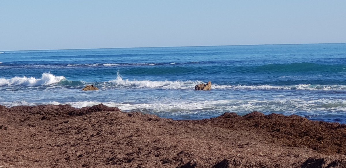 Diongroove's tweet photo. #WaveHello 🌊🤗
#DrIndianOcean 🏝🙏 https://t.co/SJUbMZdByE