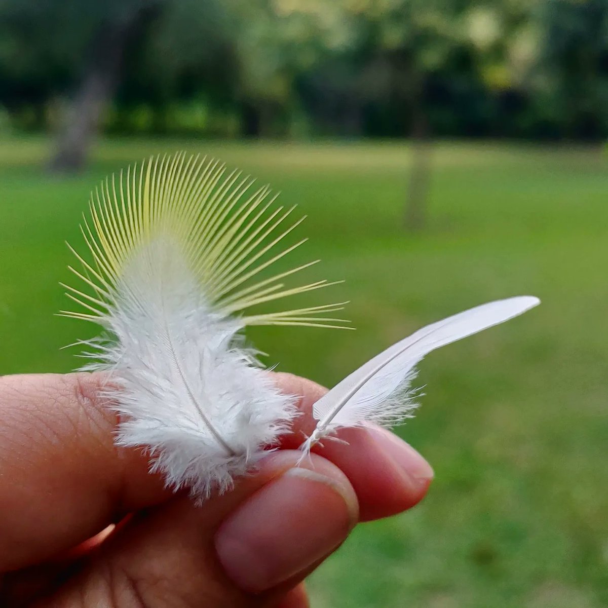 forestbathindia's tweet photo. 🌿 Embracing a Fresh Start 🌿 🌈 Welcoming a new week with enthusiasm! 🌞 Immersed in tranquility at Lodhi Garden, Delhi. 🍃 Sunday morning connecting with nature 
#ForestBathing #ShinrinYoku #NatureTherapy #ForestHealing #NatureConnection #MindfulMoments #NatureImmersion https://t.co/RG0gdxCtnE