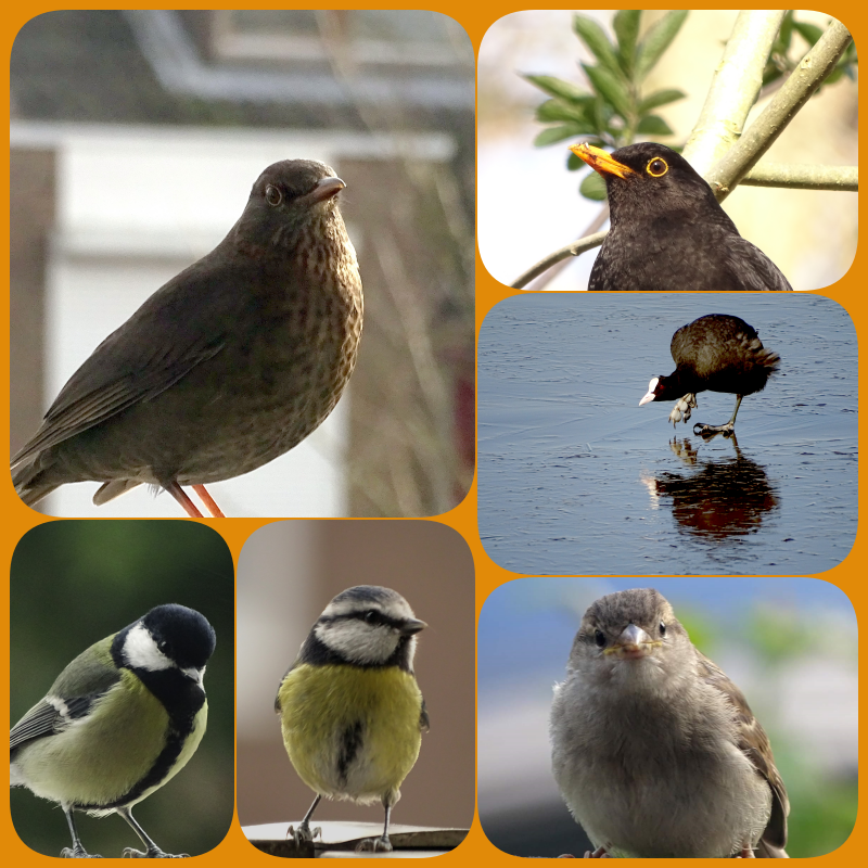 CCommijs's tweet photo. De hele #zomer wekelijks een #fotochallenge van 21 juni t/m 21 sept. Plaats jouw foto's op Twitter met #fotozomerweken  Thema 5: #deMvan Vogeltjes, waarvan de naam begint met een M: #Merels #Meerkoet #Mezen #Mus 
@jolandabrwr https://t.co/eBA6yfGucV