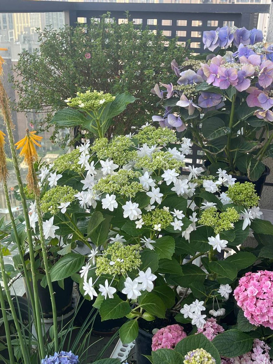 Flowers blooming on the balcony