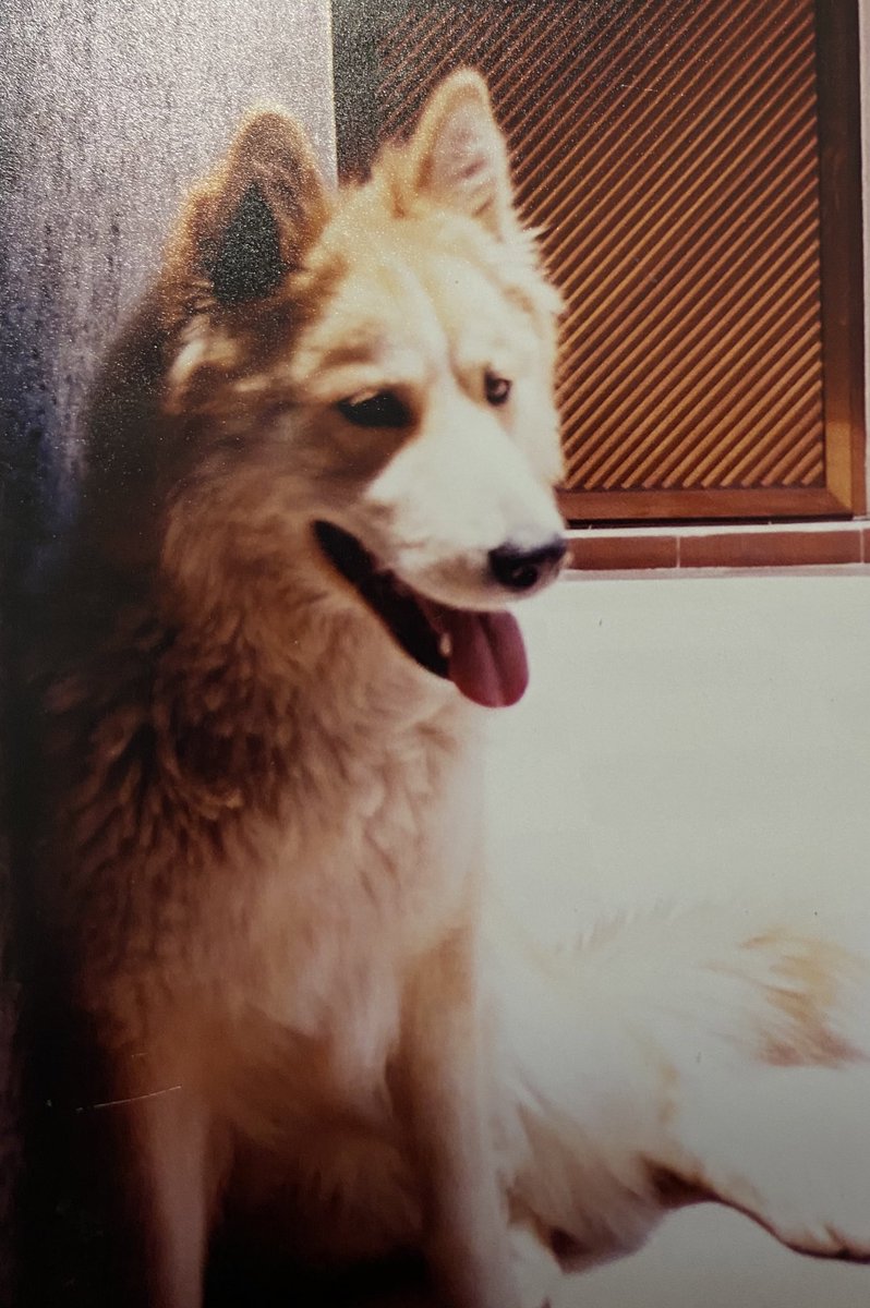 diegoacarcano's tweet photo. @NecesitoUnPerro Laika ☺️🥹 https://t.co/NzkhPI5rSj