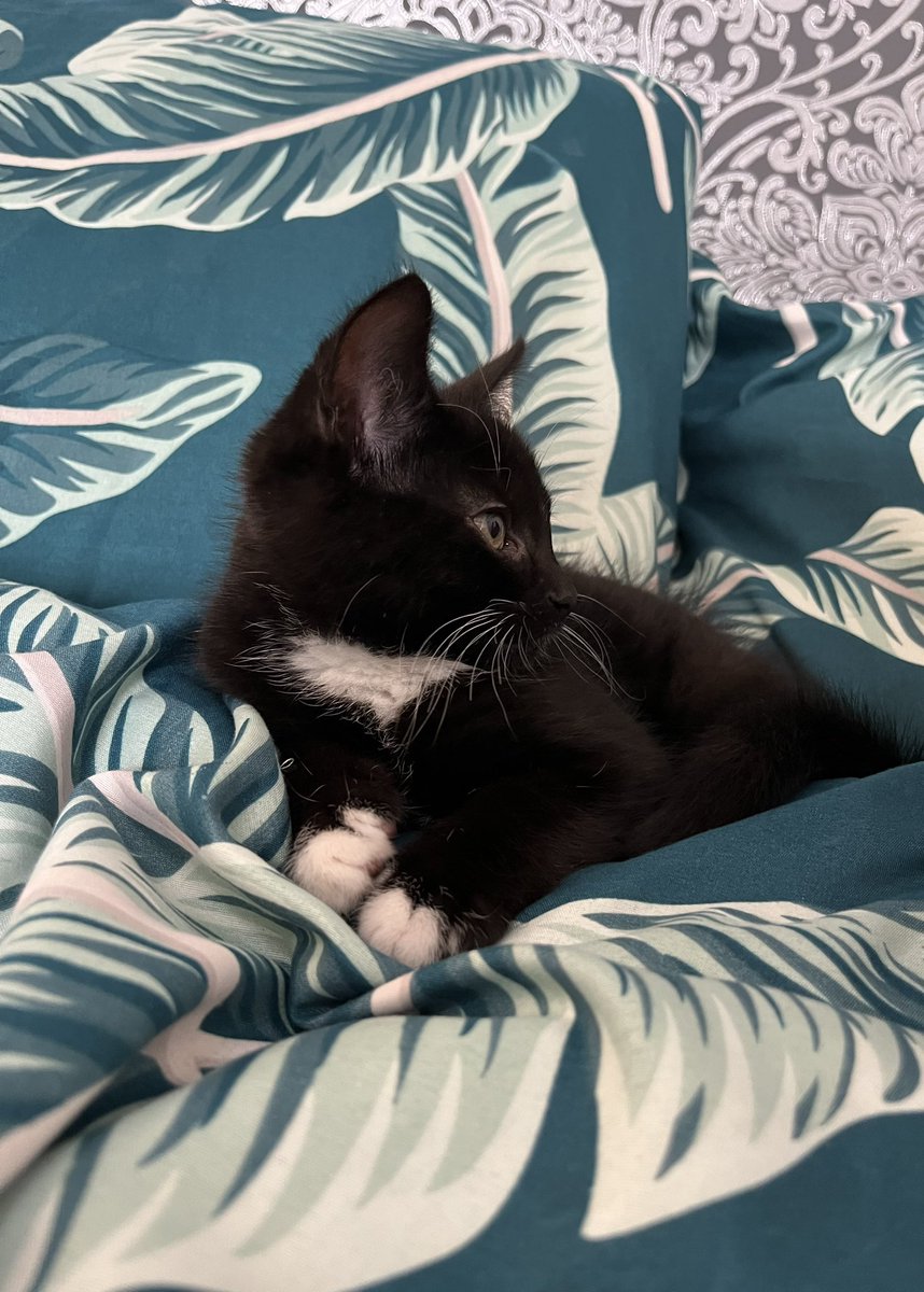 deathshvnd's tweet photo. a week of you lil rue, a forever of reaction pics to come🦘🐾 https://t.co/pMzKxF21Ry